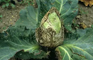 Bacterial: Bacterial soft rot