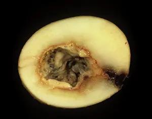 Rotten: Bacterial Soft Rot