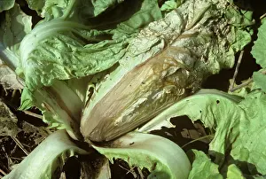 Bacterial: Bacterial soft rot on Chinese cabbage