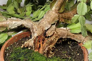 Bacterial: Bacterial soft rot damage
