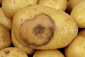 Bacterial: Bacterial soft rot on Potato