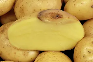 Bacterial: Bacterial soft rot on Potato