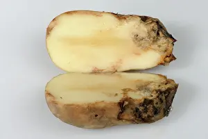 Quality: Bacterial soft rot on potato