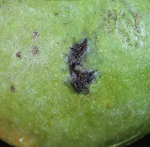 Campestris: Bacterial Spot on Mango fruit