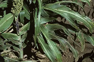 Streak: Bacterial streak symptoms on Sorghum leaves