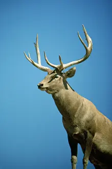 Bactrian: Bactrian / Bokharan / Bukhara DEER / Wapiti - male