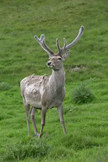 Bactrian: Bactrian / Bukhara Deer