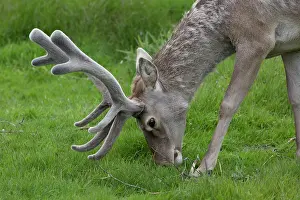 Bactrian: Bactrian / Bukhara Deer