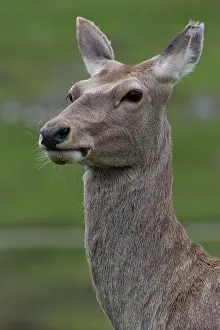 Bactrian: Bactrian / Bukhara Deer