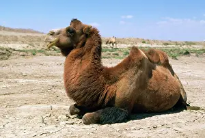 Bactrian: Bactrian CAMEL
