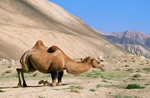 Bactrian: Bactrian Camel