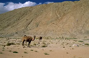 Bactrian: Bactrian Camel