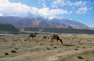 Bactrian: Bactrian Camel
