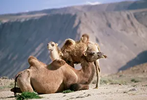 Bactrian: Bactrian Camel - two