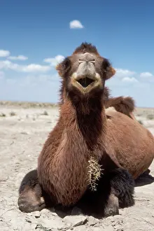 Bactrian: Bactrian Camel