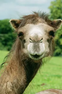 Bactrian: Bactrian CAMEL