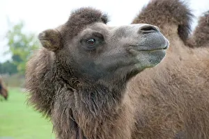 Bactrian: Bactrian Camel