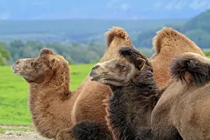 Bactrian: Bactrian Camel