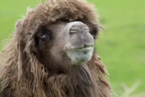 Bactrian: Bactrian Camel