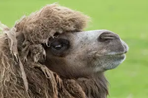 Bactrian: Bactrian Camel