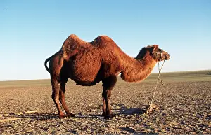 Camels: BACTRIAN CAMEL
