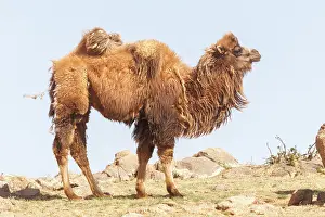 Camelidae: BACTRIAN CAMEL