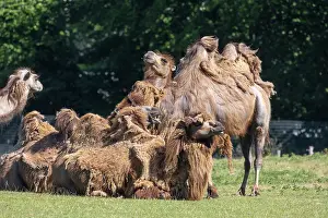 Camelidae: BACTRIAN CAMEL