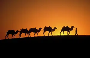 Bactrian: Bactrian Camel - Camel train