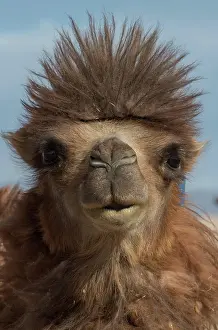 Bactrian: Bactrian camel (Camelus bactrianus), portrait, Central