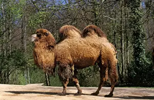 Bactrian: BACTRIAN CAMEL (camelus bactrianus)