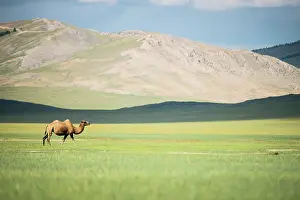Bactrian: Bactrian camel (Camelus bactrianus) - Province of