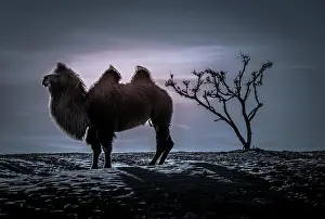 Moonlight: Bactrian camel (Camelus bactrianus), silhouette