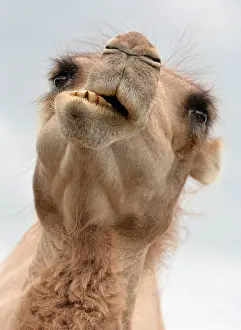 Bactrian: Bactrian Camel chewing its food
