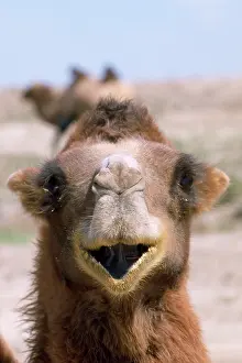 Bactrian: Bactrian CAMEL - close-up of head