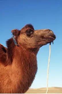 Camels: BACTRIAN CAMEL - close-up of head