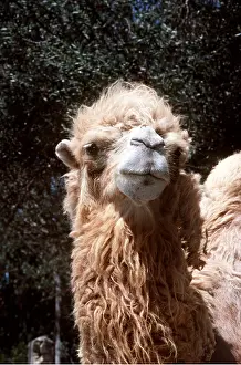 Kenneth Hoyle: Bactrian CAMEL - close-up of head