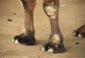 Camels: BACTRIAN CAMEL - Front feet