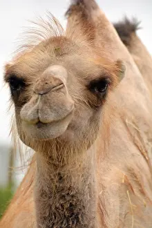 Bactrian: Bactrian Camel- happy is the camel with two humps