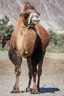 Bactrian: Bactrian camel in Himalayas. Hunder village, Nubra