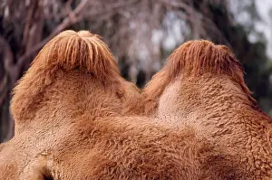 Bactrian: Bactrian Camel - humps, well fed, winter coat