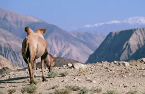 Bactrian: BACTRIAN CAMEL - in landscape