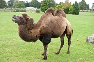 Bactrian: Bactrian Camel - found naturally in the Gobi Desert