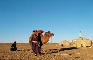 Tents: BACTRIAN CAMEL - and nomad