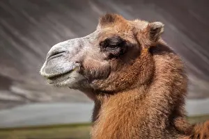 Splendid: Bactrian camel portrait close up in Himalayas. Hunder