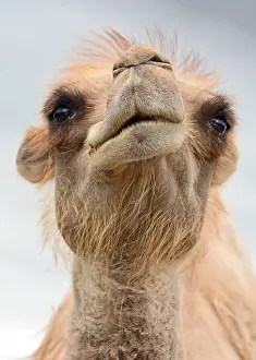 Bactrian: Bactrian Camel sneering with disdain