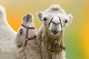 Content: Bactrian camel steppe wolf (bactrianus)