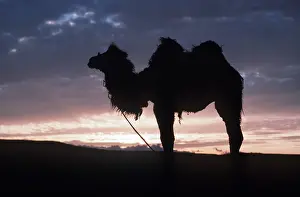 Camels: BACTRIAN CAMEL - at sunset
