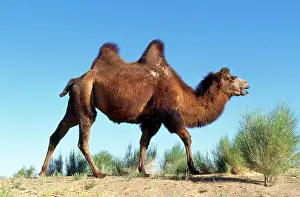 Bactrian: BACTRIAN CAMEL - walking in desert