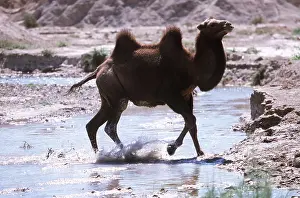 Camels: BACTRIAN CAMEL - in water