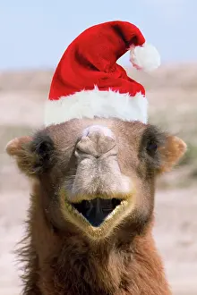 Bactrian: Bactrian Camel - wearing Christmas hat